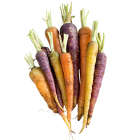 Rainbow Baby Carrot