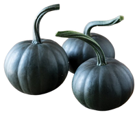 Twilight Pumpkin ~ 1pc