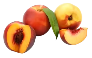 Nectarine