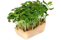 Microgreens Tahoon