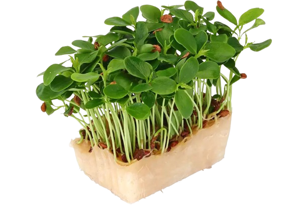 Microgreens Tahoon