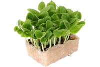 Microgreens Borage
