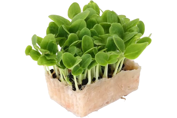 Microgreens Borage