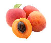 Subhon Apricot Uzbekistan