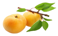 Apricot Bold Uzbekistan