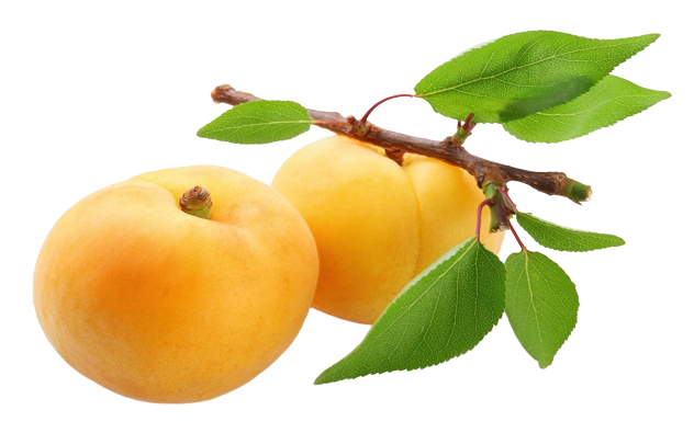 Apricot Bold Uzbekistan