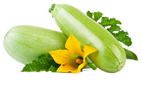 Marrow Uzbekistan ~2 pc