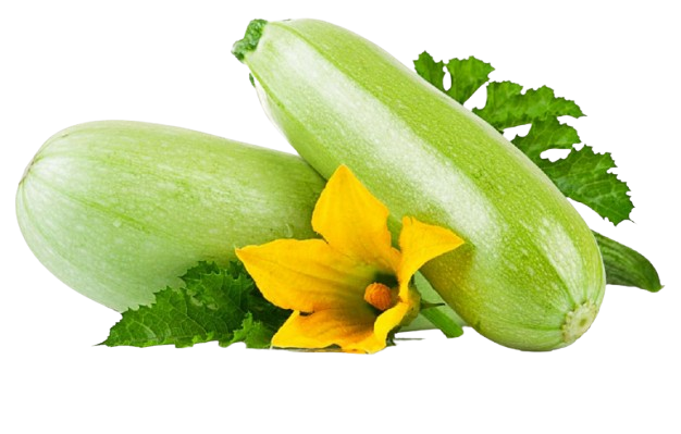 Marrow Uzbekistan ~2 pc