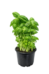 Fresh Basil Plant (Potted )