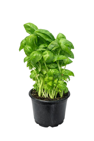 Fresh Basil Plant (Potted )