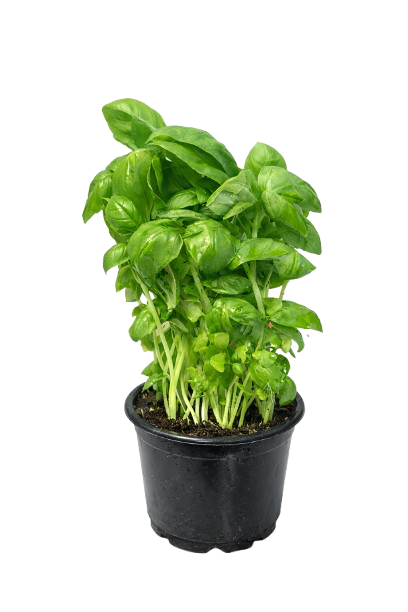 Fresh Basil Plant (Potted )