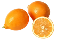 Young Lemon Uzbekistan (4-5 pcs)