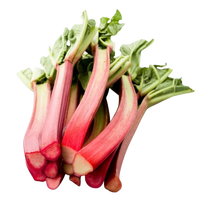 Rhubarb