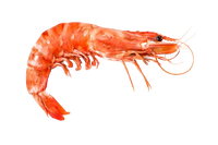 Magadan Shrimps 'BOTAN' 19 pcs (boiled/frozen)