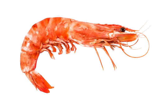 Magadan Shrimps 'BOTAN' 19 pcs (boiled/frozen)