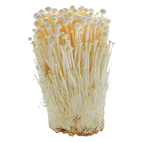 Enoki Mushroom