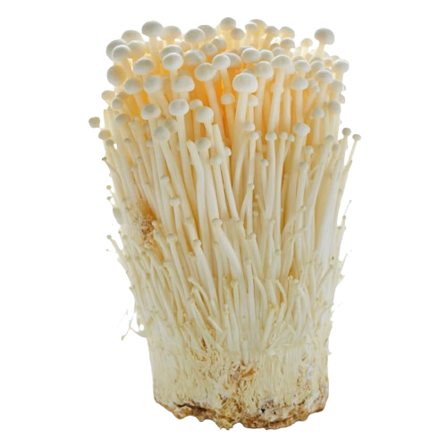Enoki Mushroom