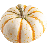 Mini Tiger Pumpkin ~ 1pc