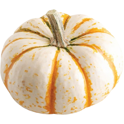 Mini Tiger Pumpkin ~ 1pc
