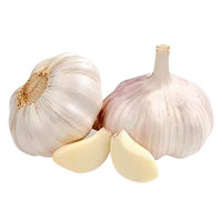 Garlic Uzbekistan
