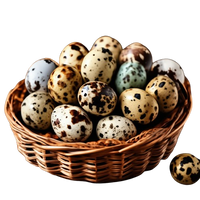 FARM Quail Eggs 18 pcs