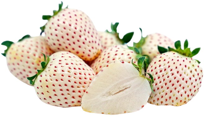 White Strawberry USA