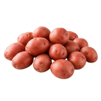 Young Potato Red