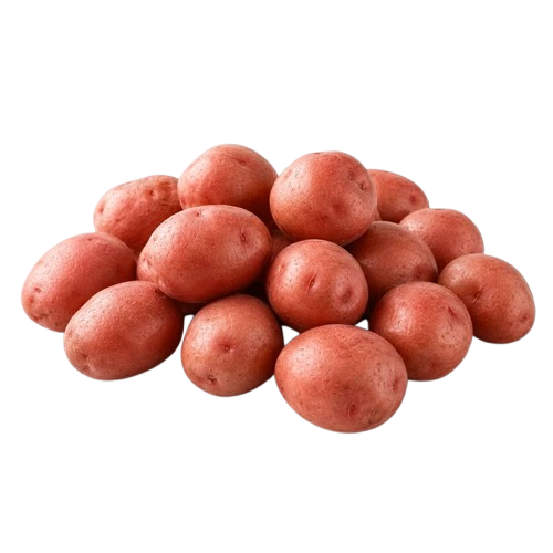 Young Potato Red
