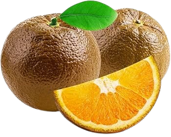 Orange Chocolate Navel
