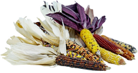 Ornamental Corn ~3-4 pc