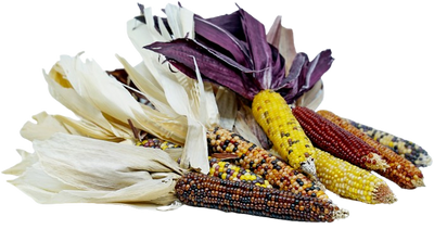 Ornamental Corn ~3-4 pc