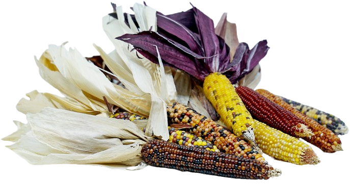 Ornamental Corn ~3-4 pc
