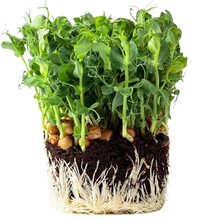Microgreens Peas