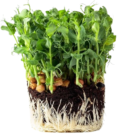 Microgreens Peas