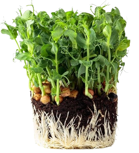 Microgreens Peas