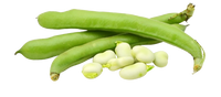 Lebanese Broad Beans