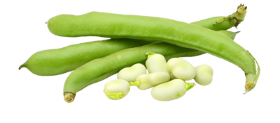 Lebanese Broad Beans