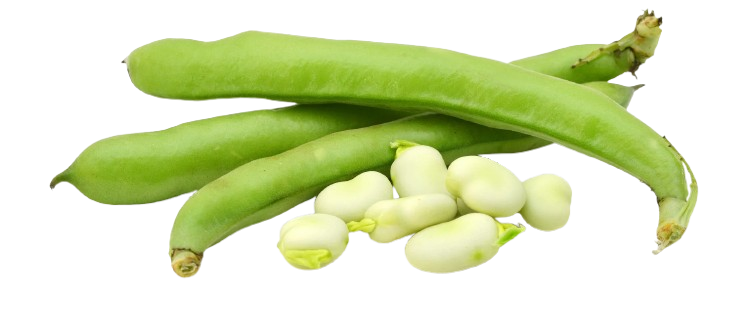 Lebanese Broad Beans