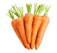 Carrot Uzbekistan