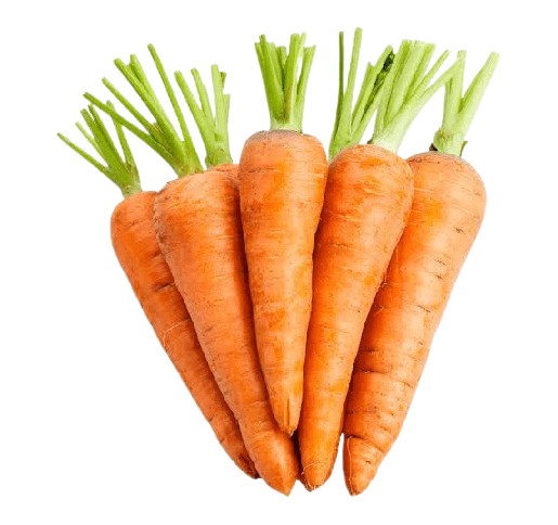 Carrot Uzbekistan