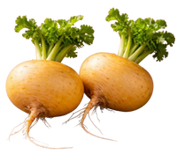Turnip Uzbekistan