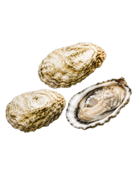 New Zealand Oysters № 4 (3pcs closed)