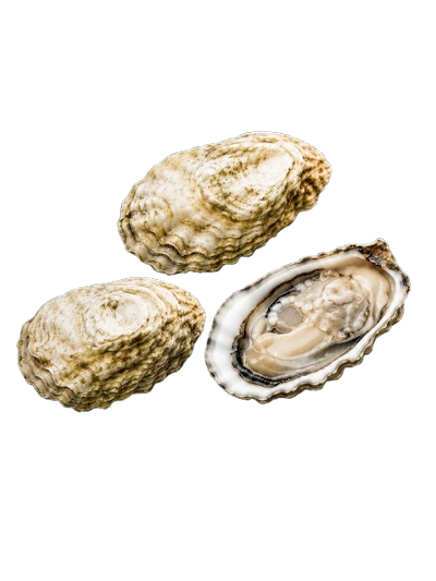 New Zealand Oysters № 4 (3pcs closed)