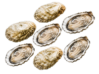 New Zealand Oysters № 4 (6 pcs closed)