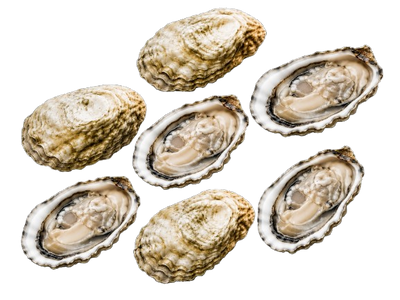 New Zealand Oysters № 4 (6 pcs closed)