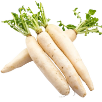White Radish