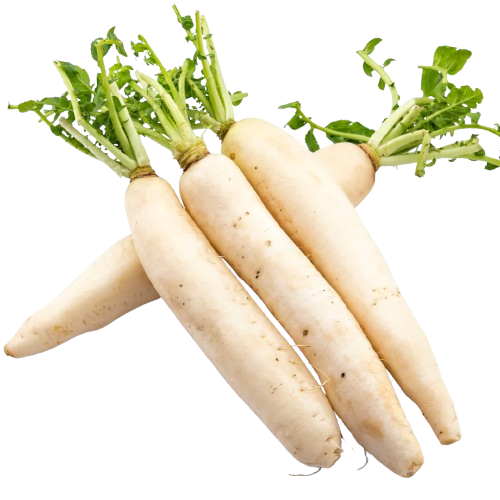 White Radish
