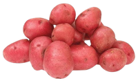 Red Potato in soil