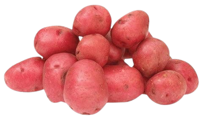 Red Potato in soil
