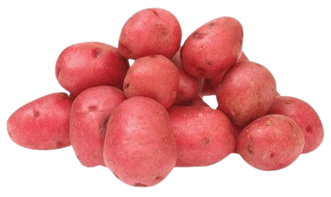Red Potato in soil